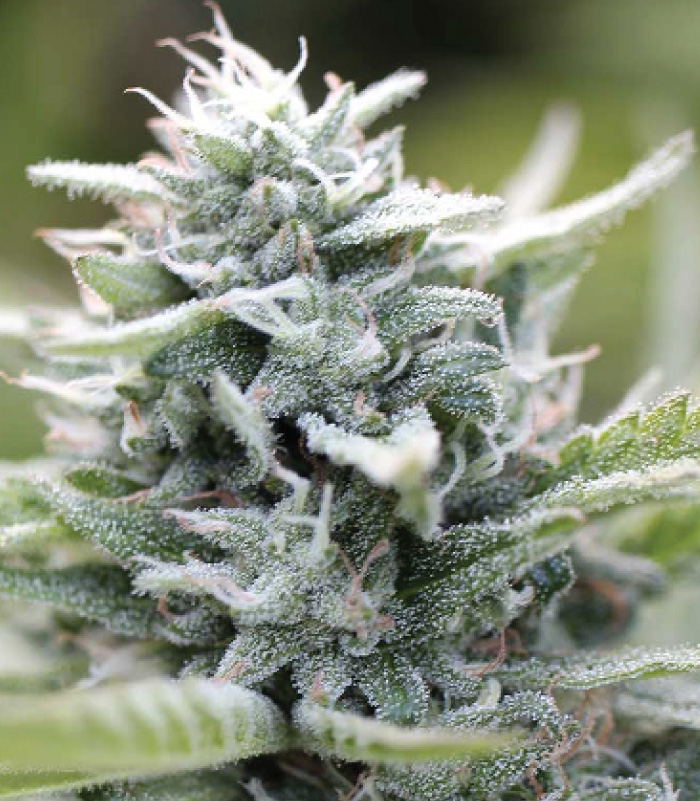 Humboldt Seed Company - Magic Melon Auto Humboldt Seed Company - Magic Melon Auto