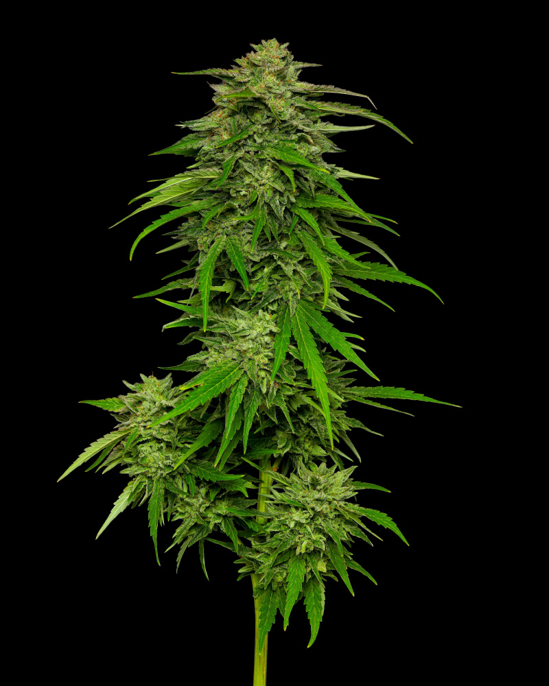 Mango Sherbert - Feminized - Humboldt Seed Company Mango Sherbert - Feminized - Humboldt Seed Company