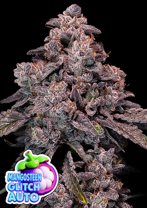 Anesia Seeds - Mangosteen Glitch Auto Feminized