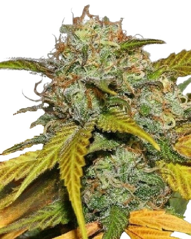 Scott Family Farms Mass Super Skunk x Sweet Pink Grapefruit Indica Regular    