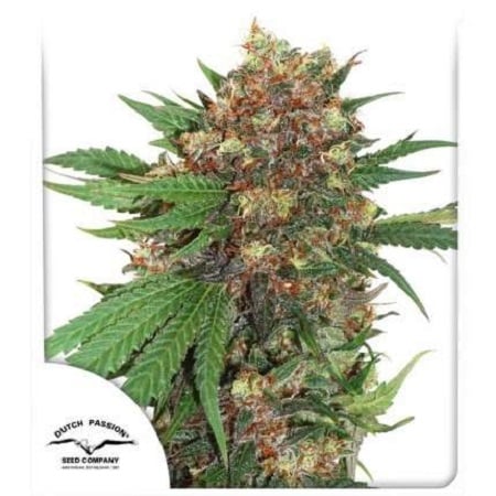 Master Kush - Feminized - 2023 Cannabis Seed Collection