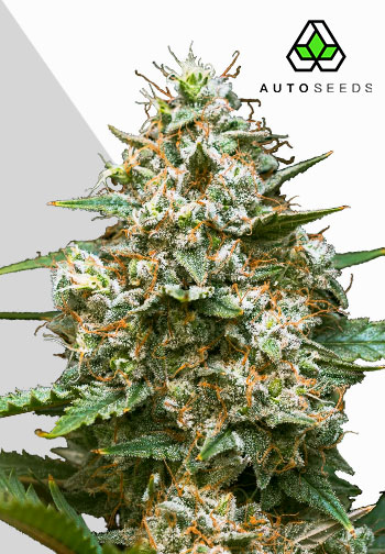 Auto Seeds - Maui Wowie Auto - Feminised