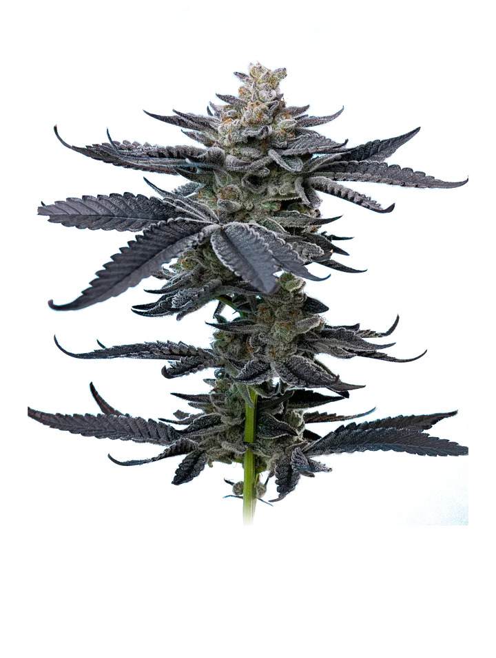 Mavericks Genetics Seeds - Gary Payton Feminized