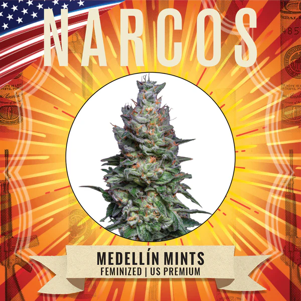 Narcos Seedbank - Medellin Mints Feminized