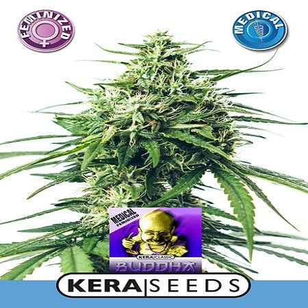 Medical Buddha - Feminized - Kera Seeds