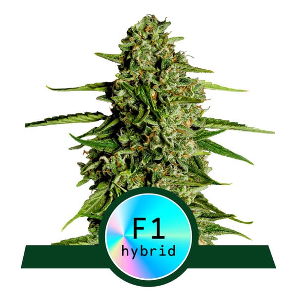 Titan F1 Auto – Feminized – Royal Queen Seeds Titan F1 Auto – Feminized – Royal Queen Seeds