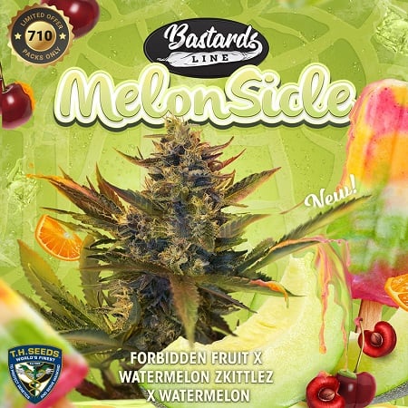 MelonSicle - Feminized - T.H.Seeds