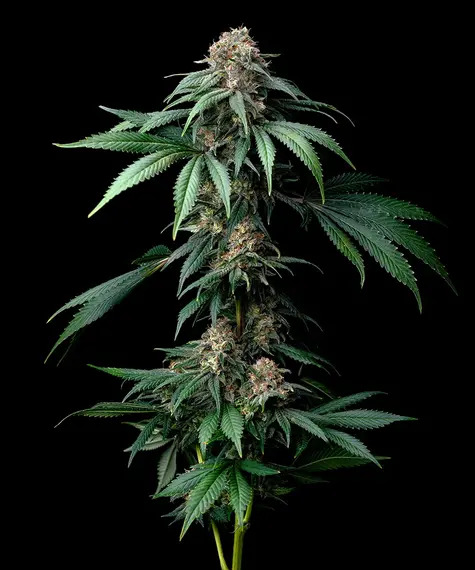 Barney's Farm Seeds - Mendo Breath - Feminized
