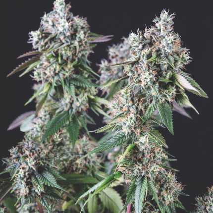 Pyramid Seeds - Mendocino Purple Kush USA Range Feminized