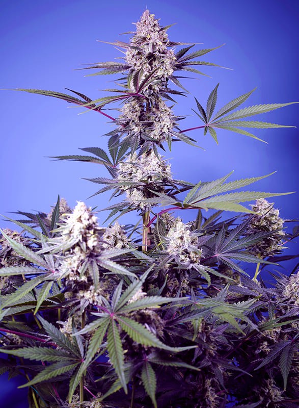 Sweet Seeds - Mental Rainbow F1 Fast Version - Feminized