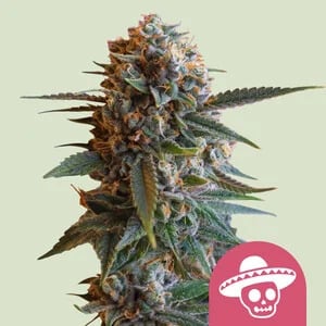 Royal Queen Seeds - Mexican Rush - Feminized Royal Queen Seeds - Mexican Rush - Feminized