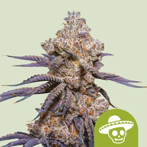 Royal Queen Seeds - Mexican Rush Auto - Feminised Royal Queen Seeds - Mexican Rush Auto - Feminised