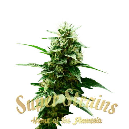 Mexican Candy - Feminized - Super Strains