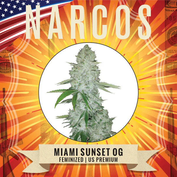Narcos Seedbank - Miami Sunset OG Feminized Narcos Seedbank - Miami Sunset OG Feminized