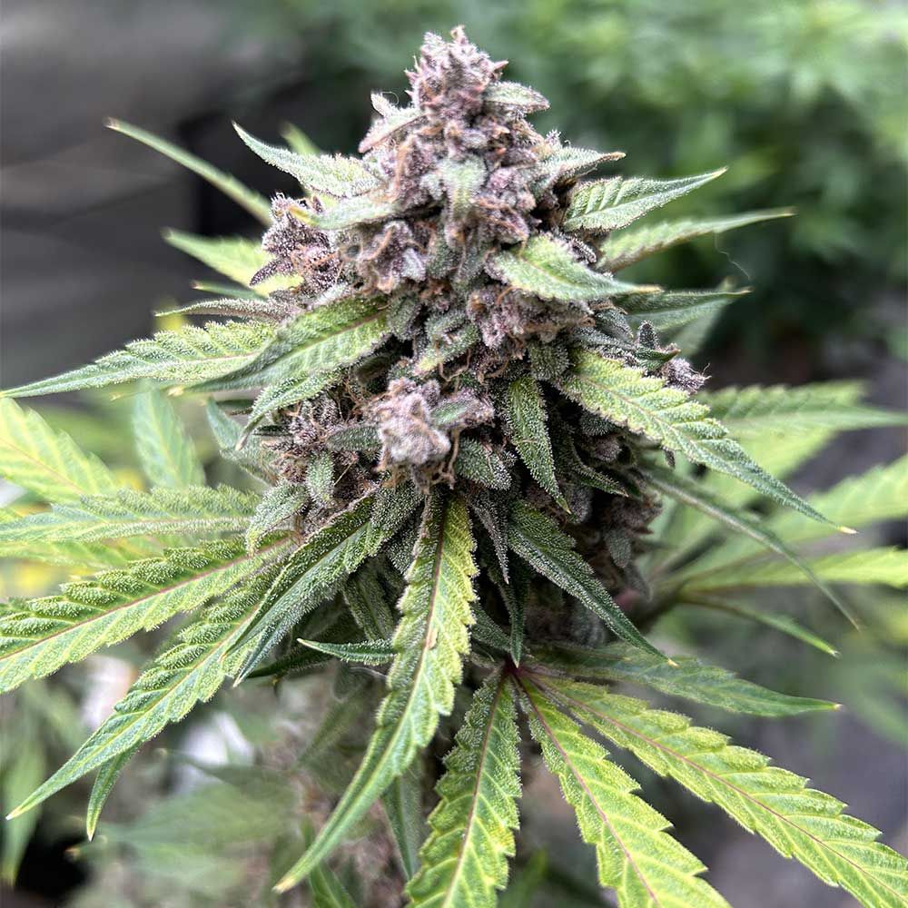 Night Owl Seeds - Midnight Marathon Auto - Feminised 
