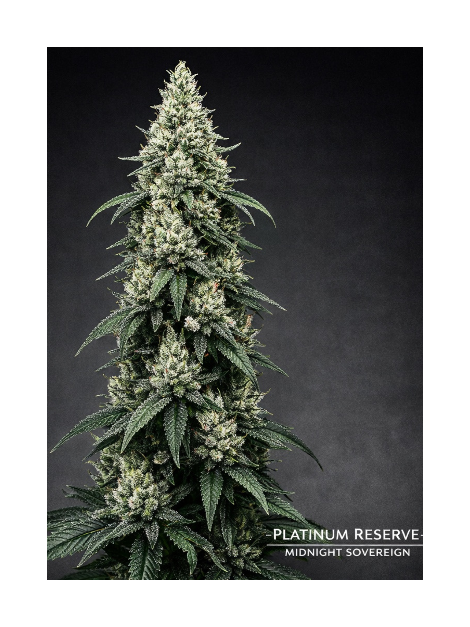Platinum Reserve - Midnight Sovereign Feminized