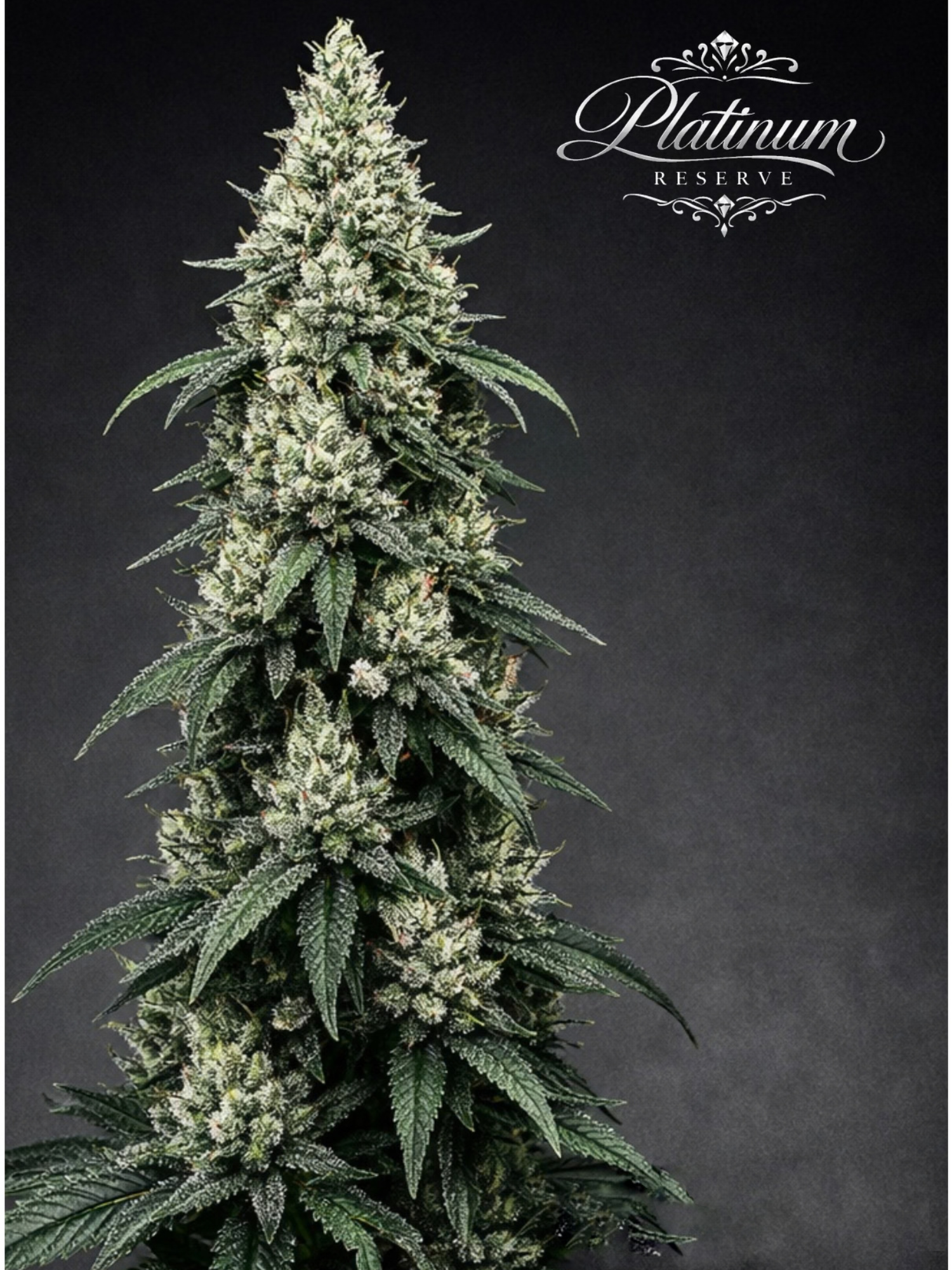 Platinum Reserve - Midnight Sovereign Feminized