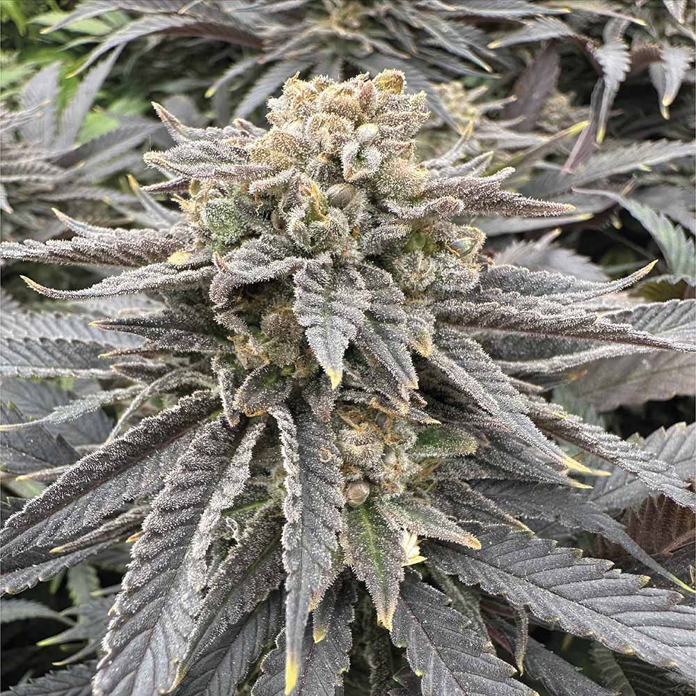Grateful Seeds - Midnight Zlap Feminized