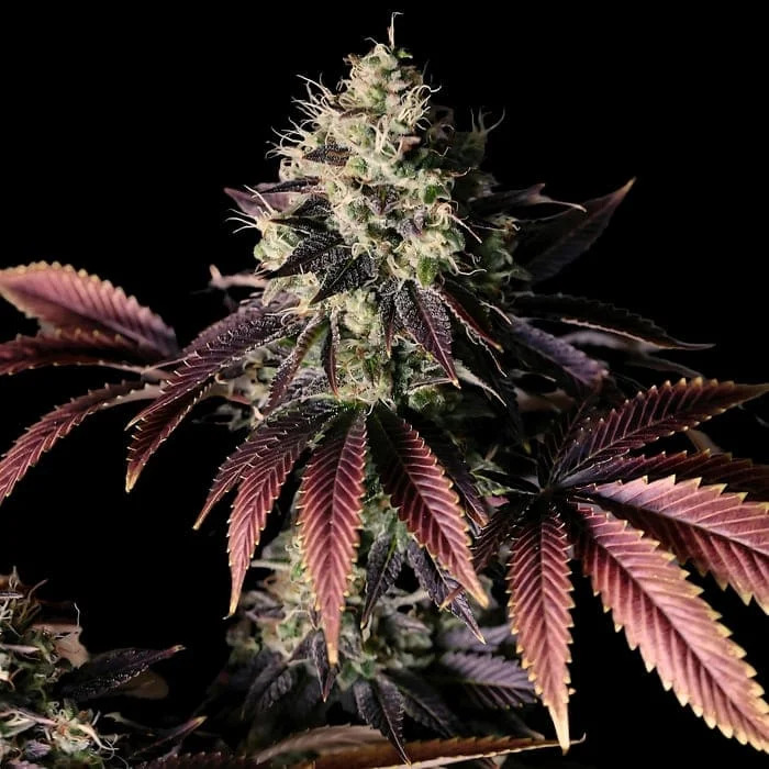 Empire Seeds - Millionaire Mindset - Feminized Empire Seeds - Millionaire Mindset - Feminized