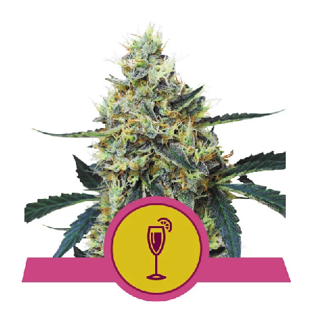 Mimosa - Feminized - Royal Queen Seeds