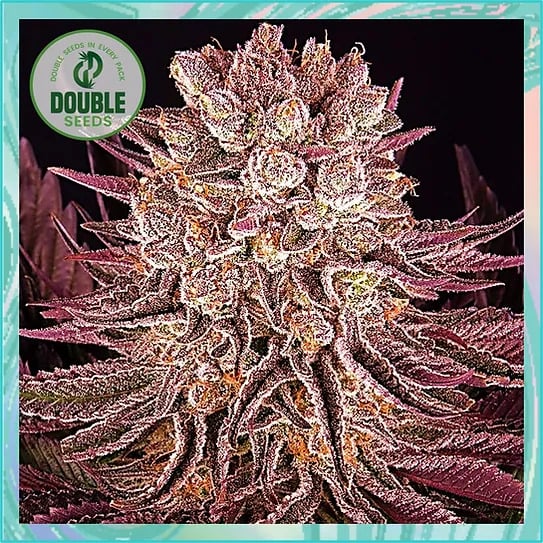 Double Seeds - Mimosa x Orange Punch - Feminized 
