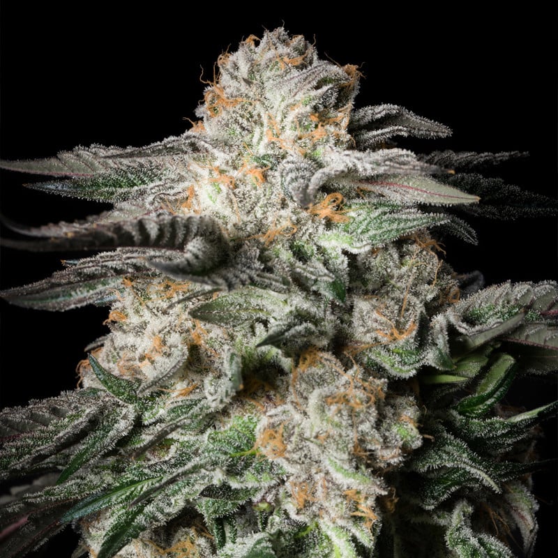 Silent Seeds - Mint Candy - Feminized