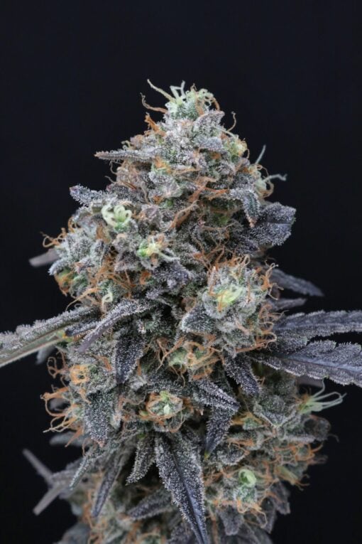 Pure Instinto Seeds - Minty Grape Kush Feminized