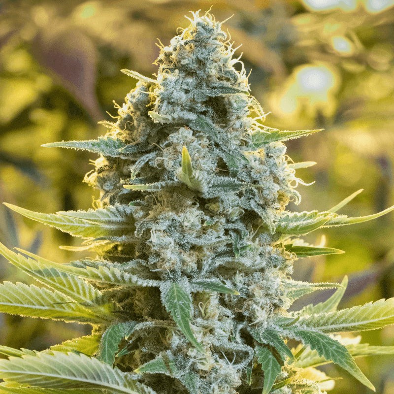 Silent Seeds - Moby Dick - Feminized Silent Seeds - Moby Dick - Feminized