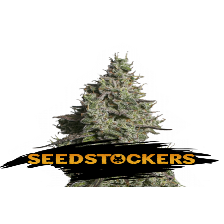 Moby Dick Auto - Feminized - Seed Stockers
