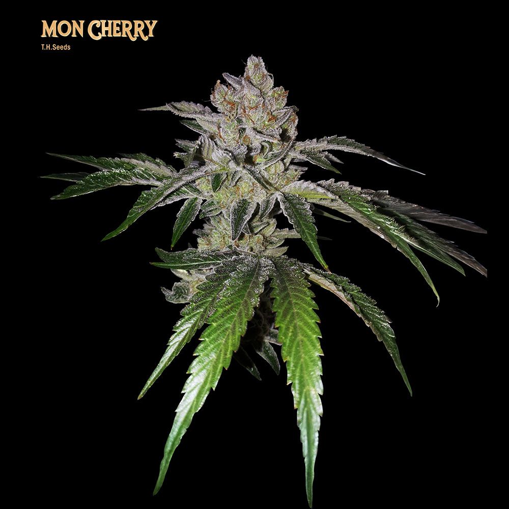 T.H.Seeds - Mon Cherry Feminized T.H.Seeds - Mon Cherry Feminized