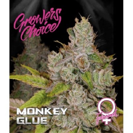 Monkey Glue - Feminized - Growers Choice