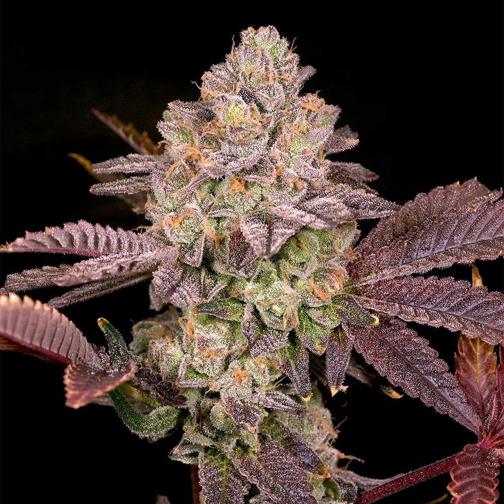 Archive Seedbank - Moon Glow Regular