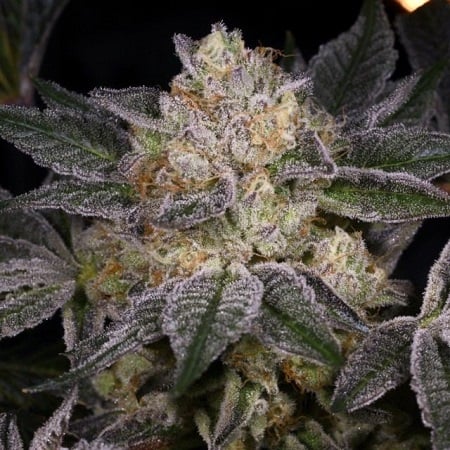 Moon Boots - Feminized - Archive Seeds