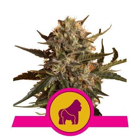 Mother Gorilla - Feminized - Royal Queen Seeds