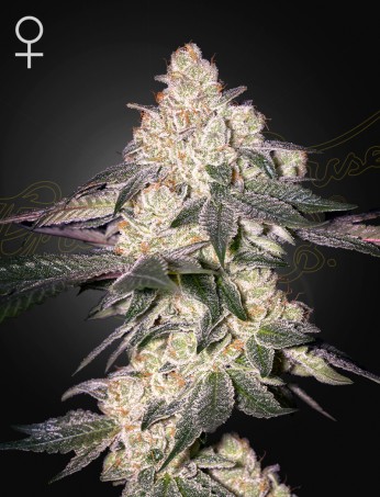 Green House Seeds - Moweeto - Feminized Green House Seeds - Moweeto - Feminized