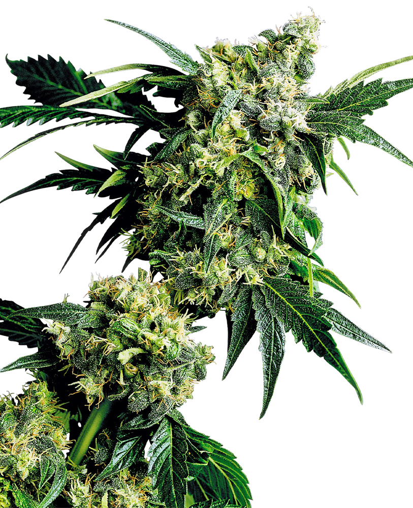 Sensi Seeds - Mr Nice G13 x Hashplant - Regular