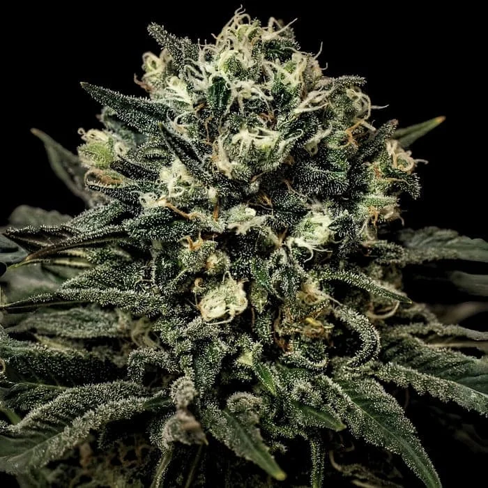 Empire Seeds - Muddy Waters - Feminized Empire Seeds - Muddy Waters - Feminized