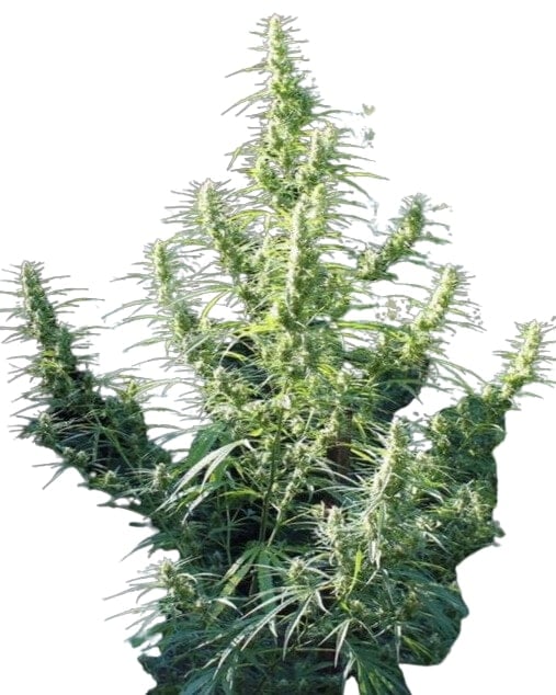 Scott Family Farms Nevil Haze 15 x MM x Nevil Haze 21 x MM Regular     