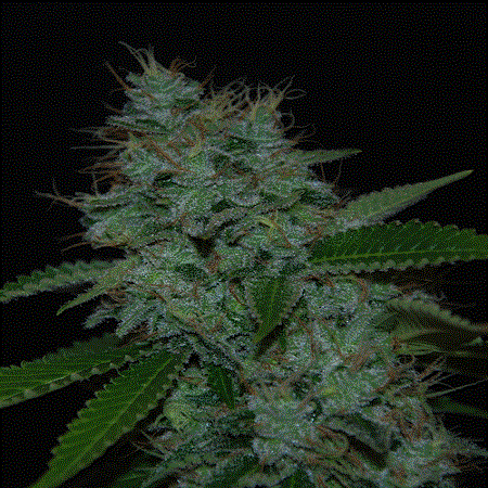 Cream of The Crop Seeds Narcotherapy Auto Feminized