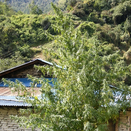 Nepal Annapurna - Regular - Ace Seeds