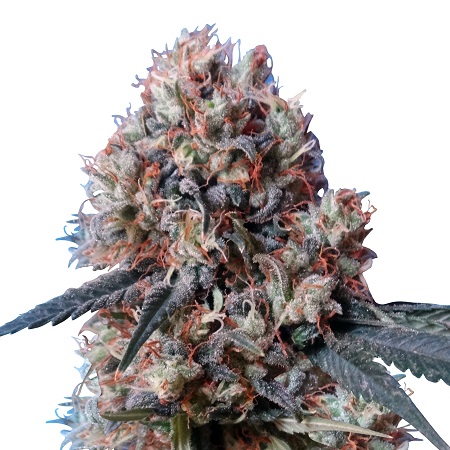 Nepal Jam x Kali China - Feminized - Ace Seeds Nepal Jam x Kali China - Feminized - Ace Seeds
