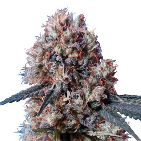 Nepal Jam x Kali China - Feminized - Ace Seeds