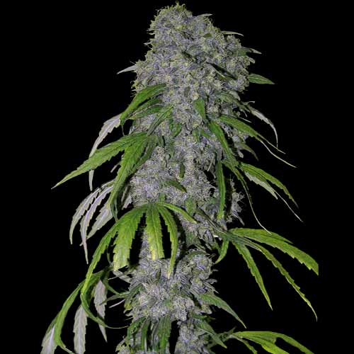 Spliff Seeds - Nevilles Haze - Feminized Spliff Seeds - Nevilles Haze - Feminized