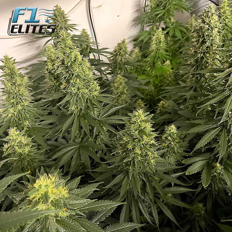 F1 Cannabis Elites Nicole Kush Feminised 