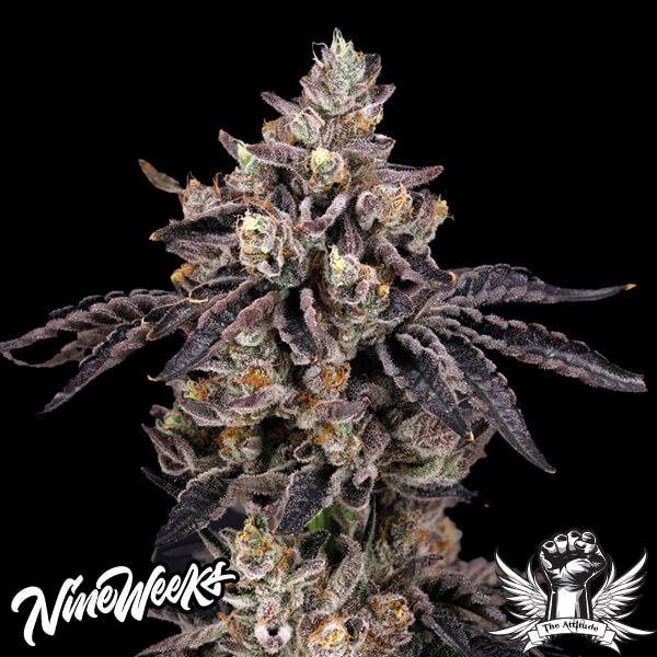 Nine Weeks Harvest Bens & Cherry - Feminized