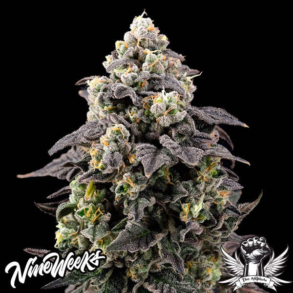 Nine Weeks Harvest Cherry Banger - Feminized