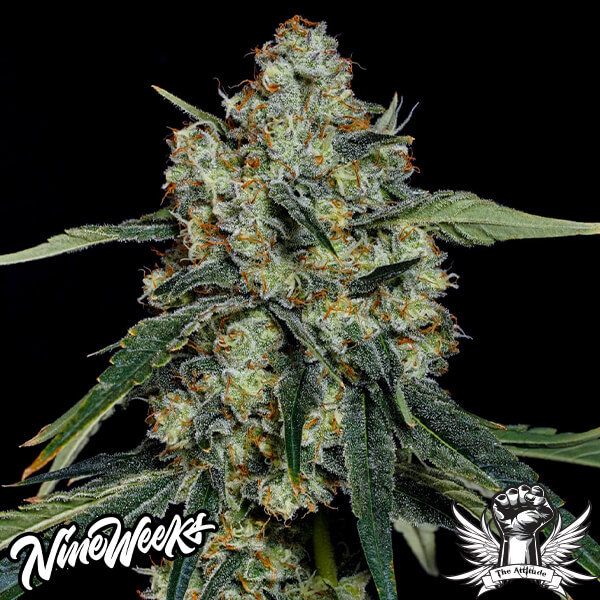 Nine Weeks Harvest Dulce De Papaya - Feminized