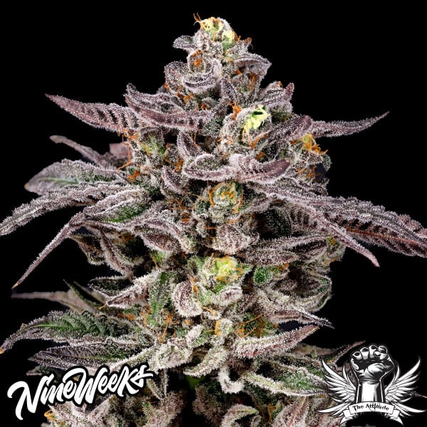 Nine Weeks Harvest Monaco - Feminized