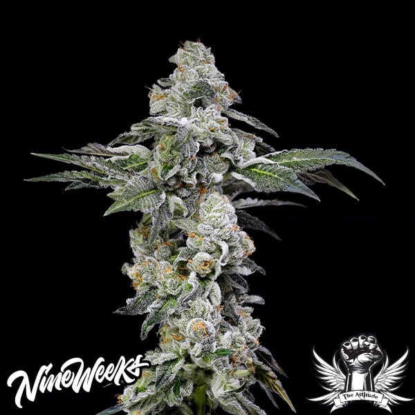 Nine Weeks Harvest Papaya Puffs - Feminized