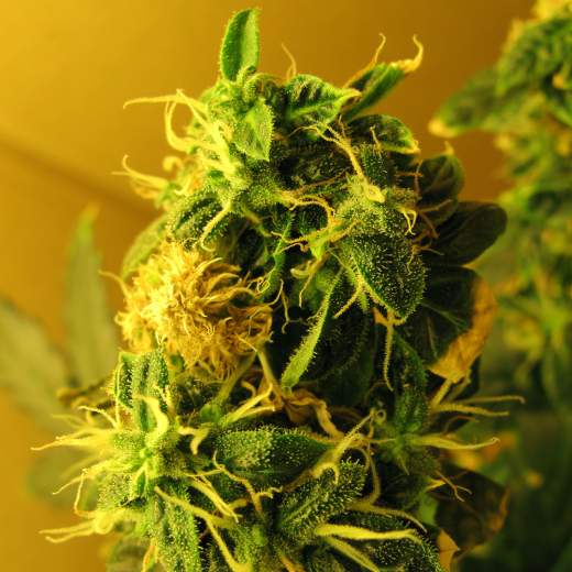 Nirvana Seeds - Northern Lights Auto - Feminized